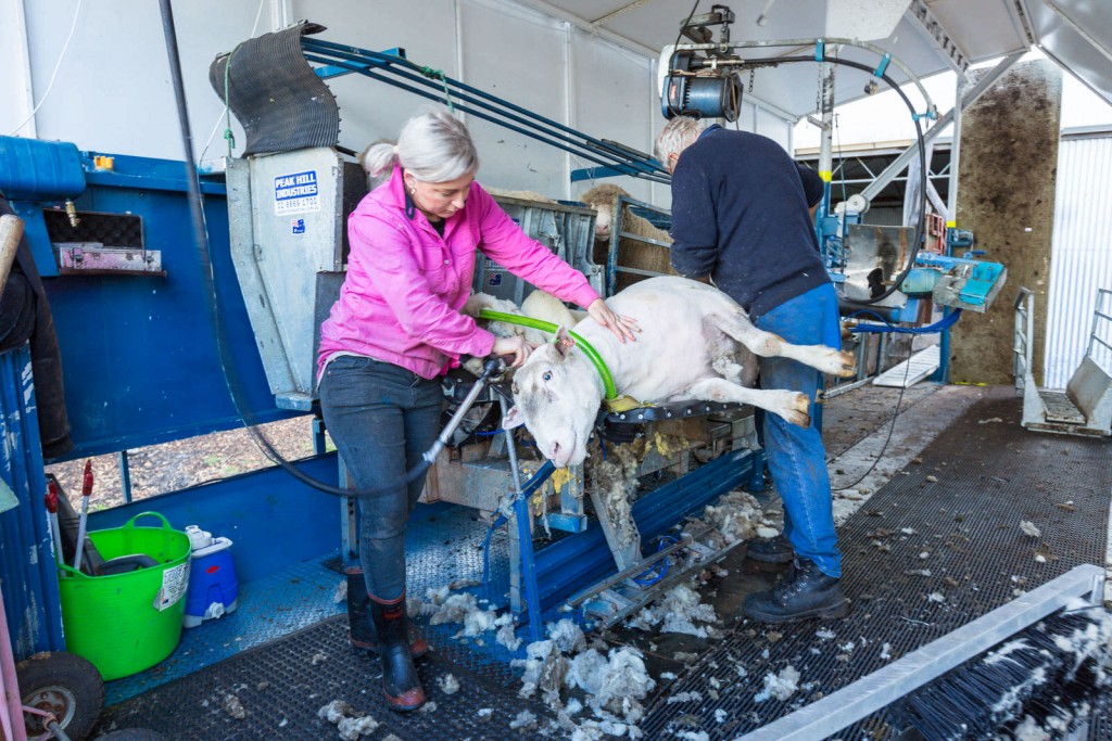 An assistant with a handpiece can clean up wool on the ram's head