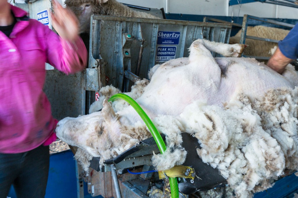 photo of ram lying in rambusters shearing cradle with a chain over its neck for safety. 